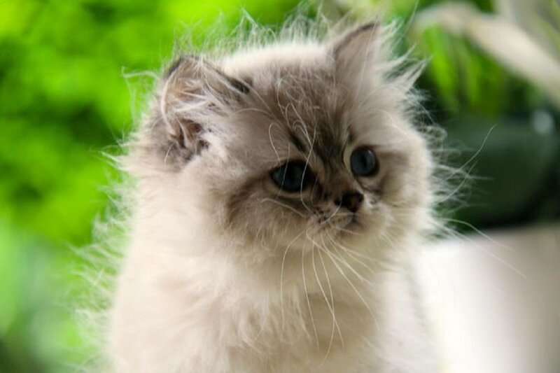 Fluffy Kitten — White, Calm, Photograph, Green Leaves