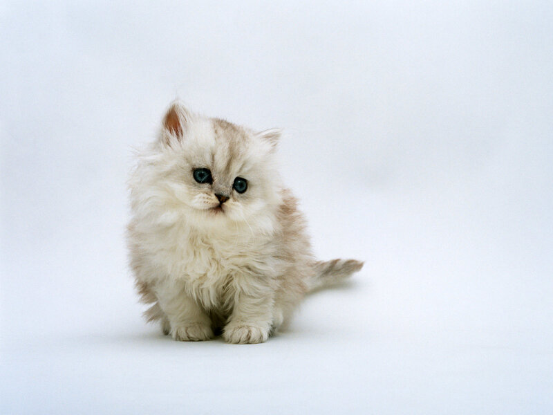 Fluffy Kitten — White, Calm, Photograph
