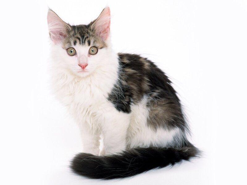 Fluffy Kitten — White, Calm, Photograph, White Background