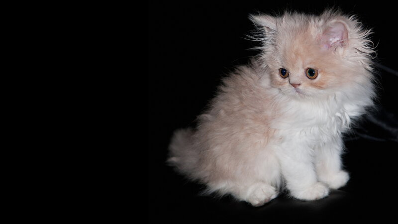 Fluffy Kitten — White, Calm