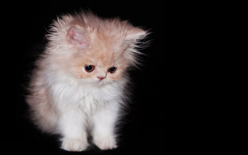 Fluffy Kitten — White, Dramatic, Photograph, Black Background