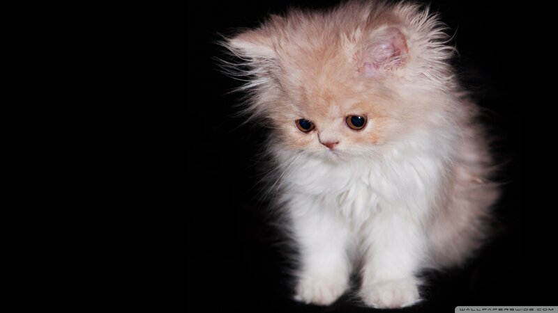 Fluffy Kitten — White, Dramatic, Photograph