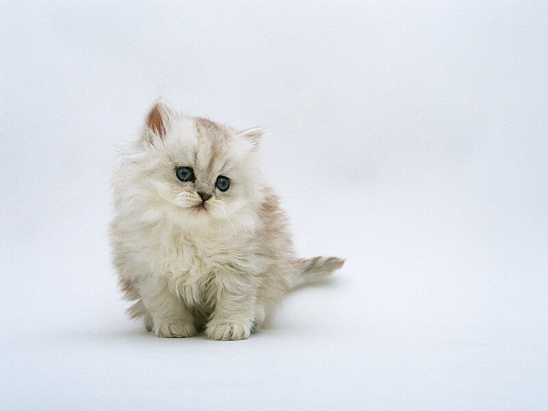 Fluffy Kitten — White, Innocent