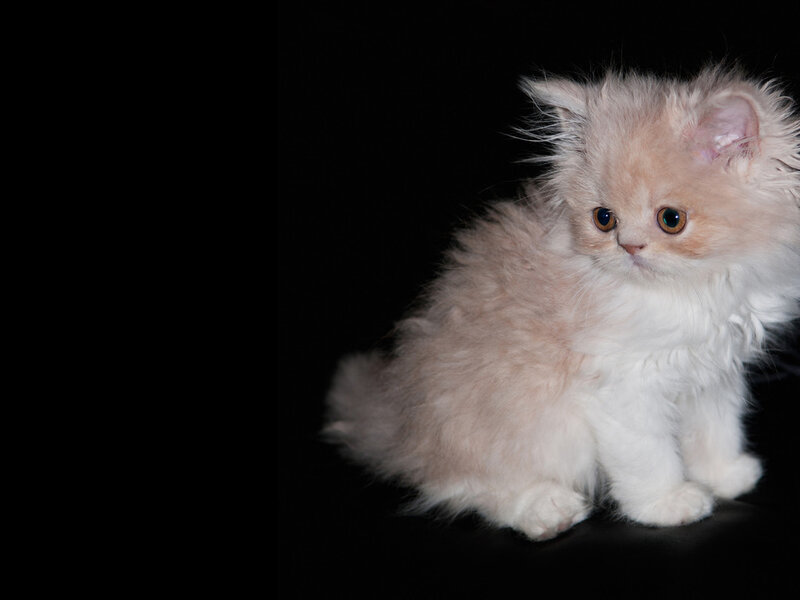 Fluffy Kitten — White