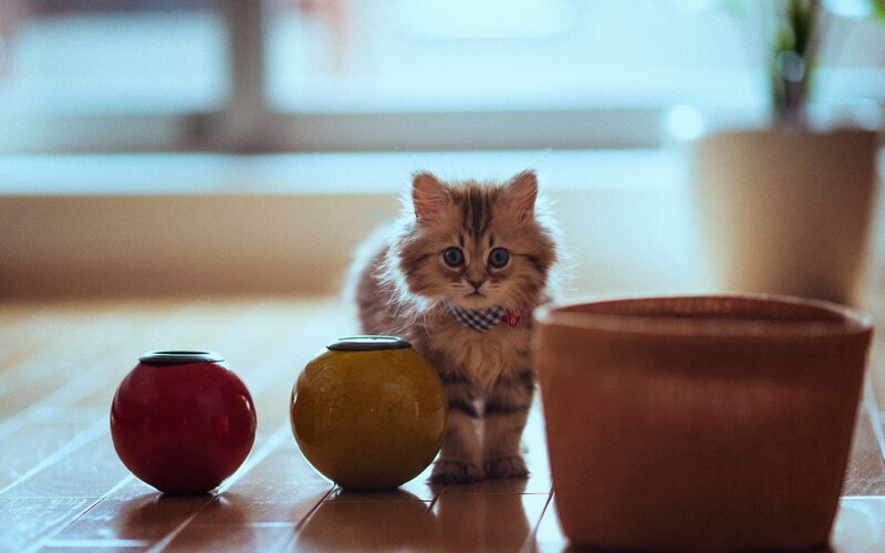 Fluffy Kitten with Bandana — Brown