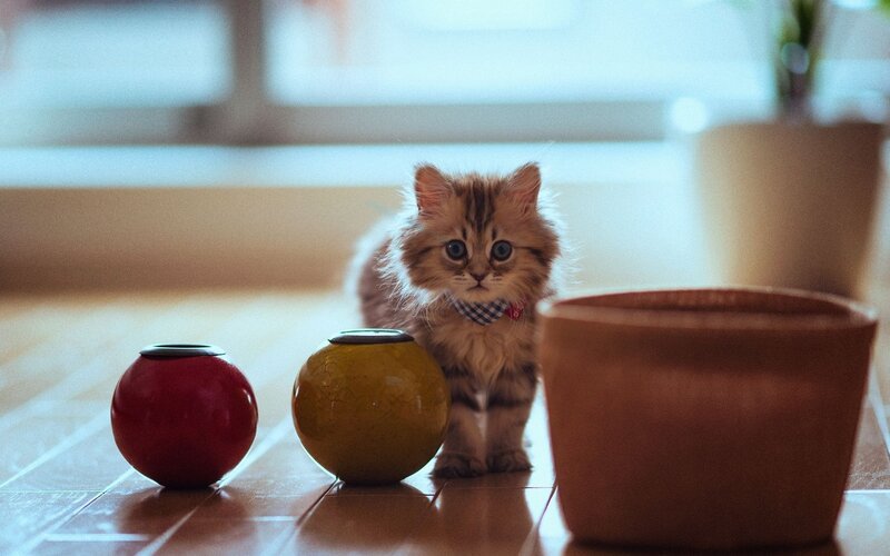 Fluffy Kitten with Bandana