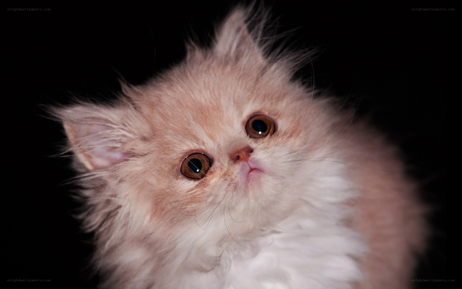 fluffy kitten with big eyes
