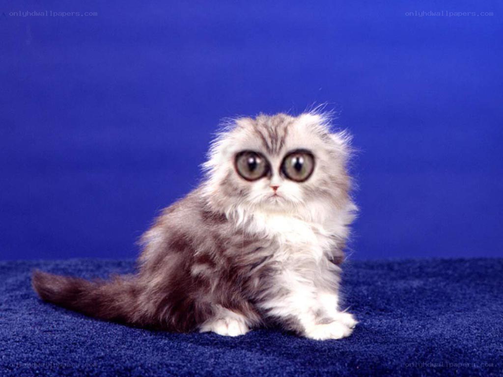 fluffy kitten with big eyes