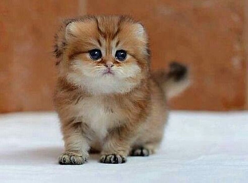 Fluffy Kitten with Big Eyes — Brown