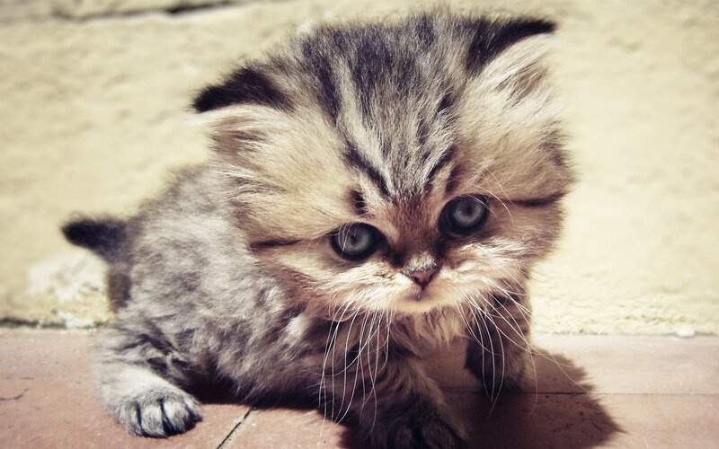 fluffy kitten with big eyes