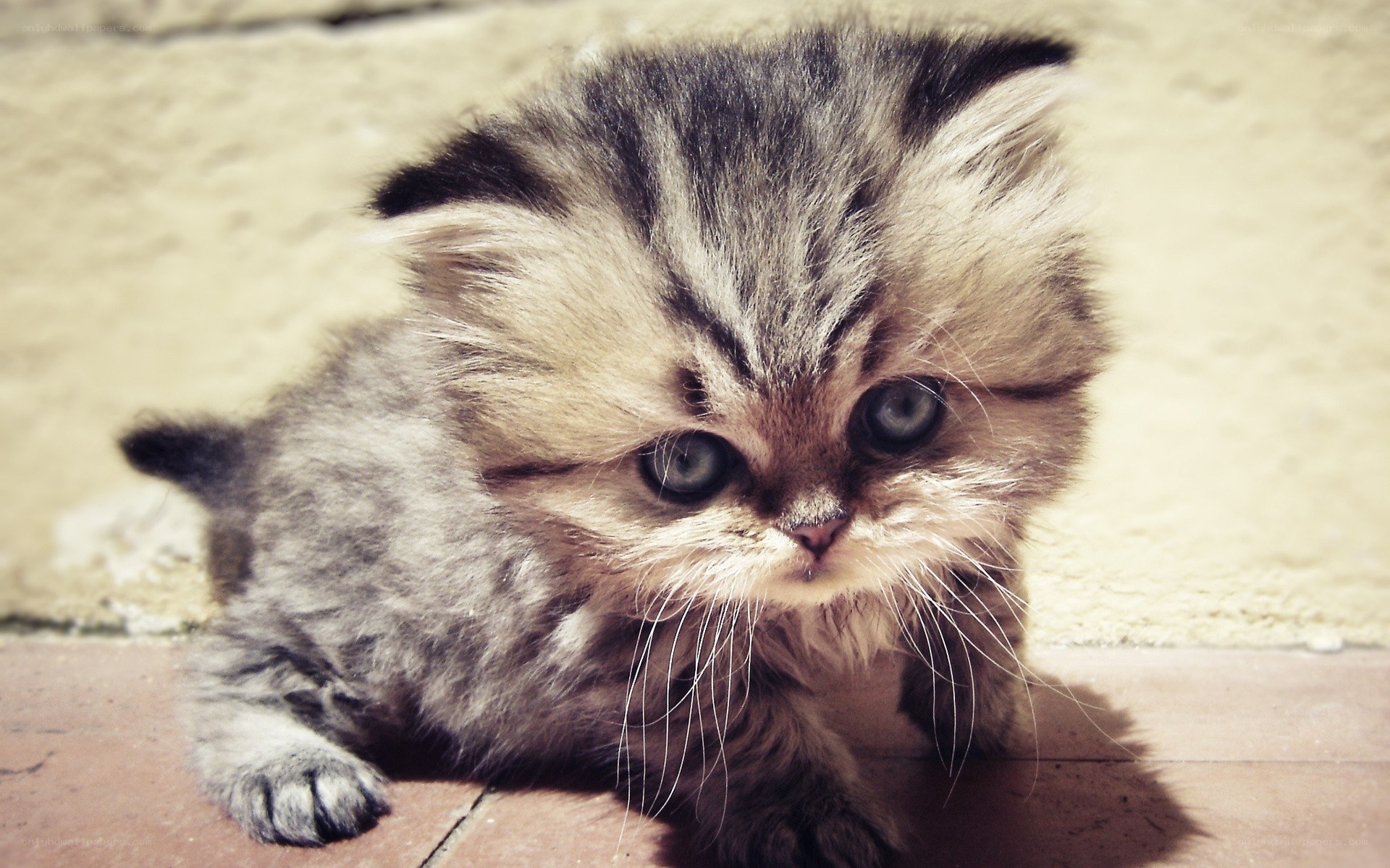 fluffy kitten with big eyes