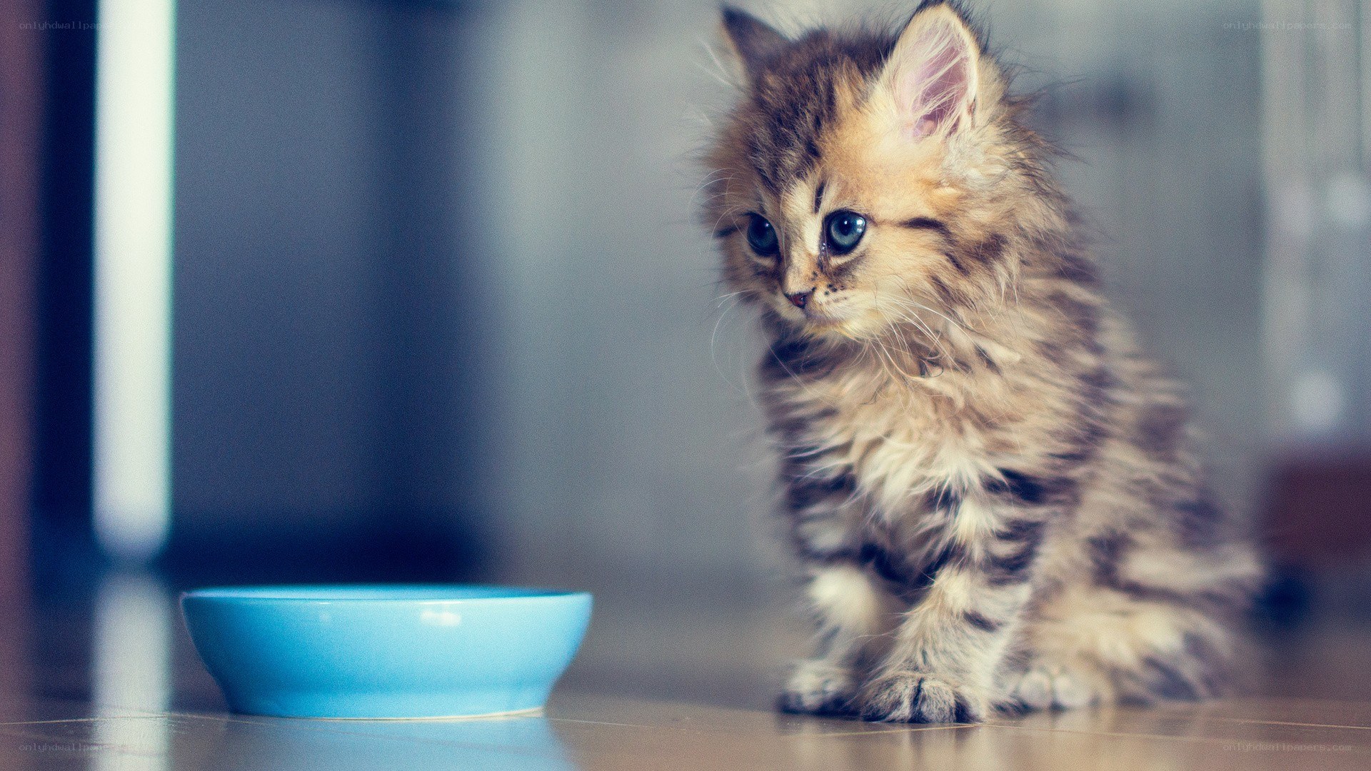 fluffy kitten with blue bowl