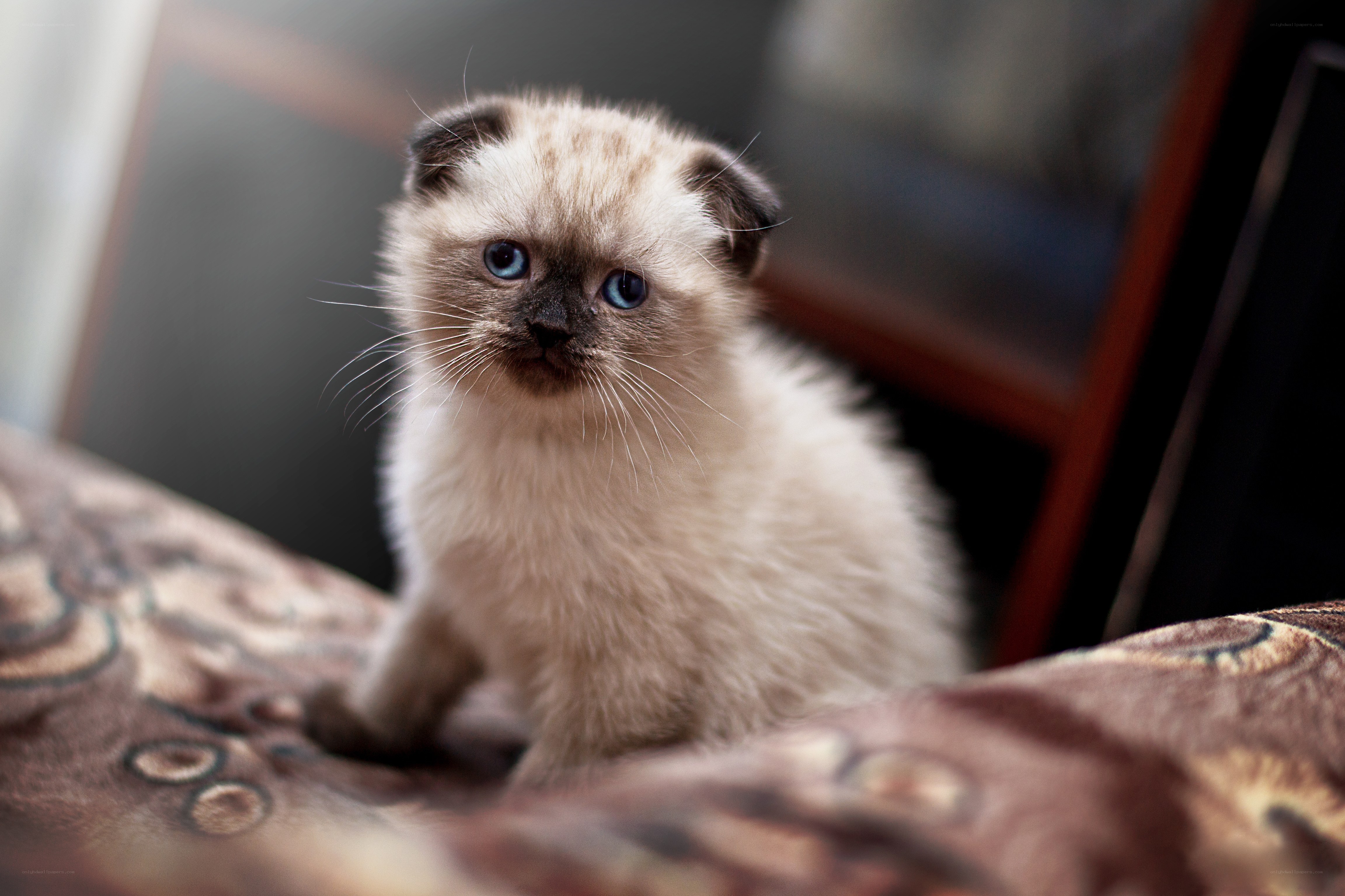 fluffy kitten with blue eyes