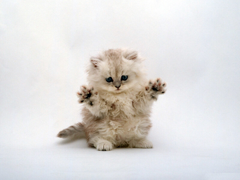 fluffy kitten with blue eyes