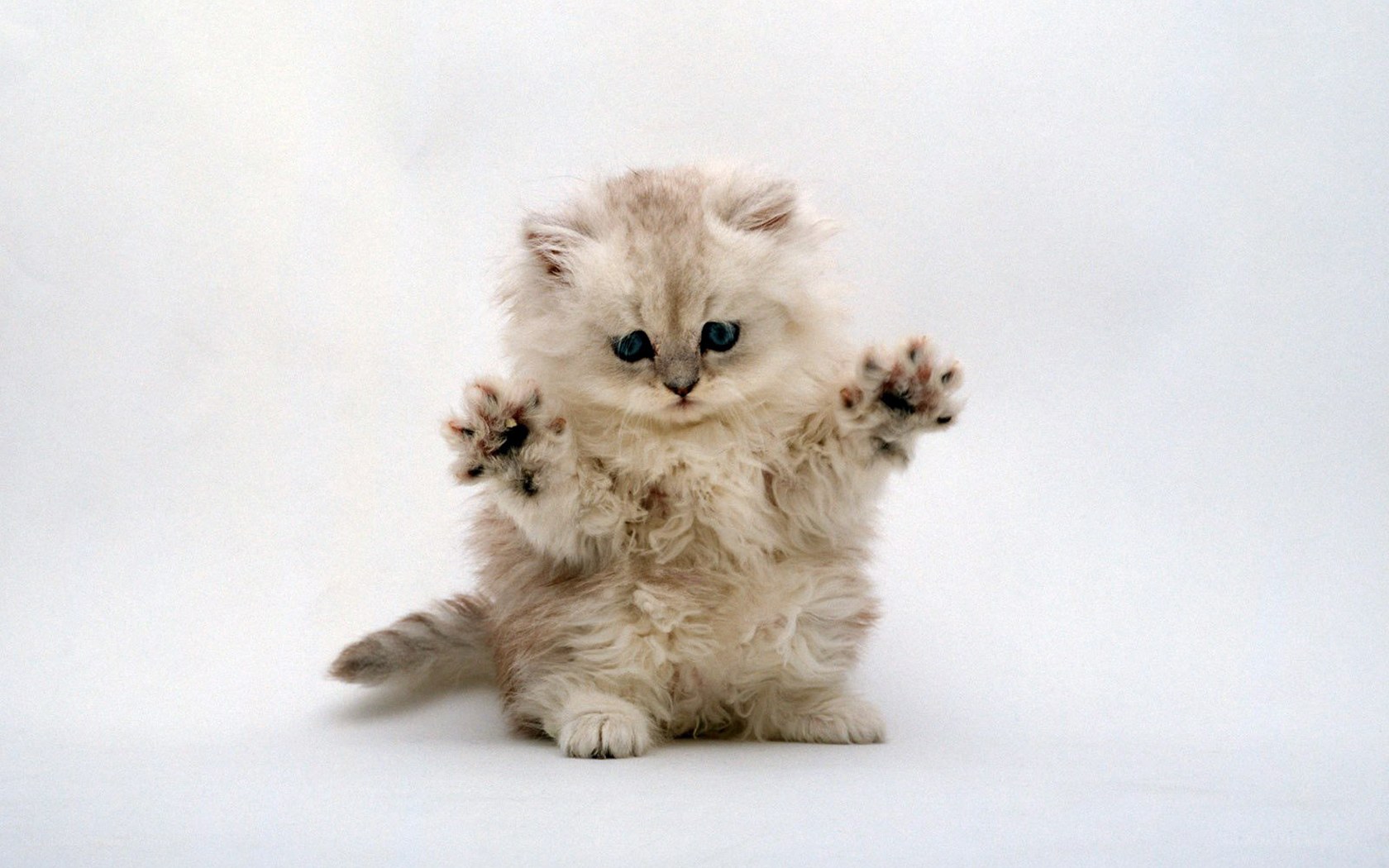 fluffy kitten with blue eyes