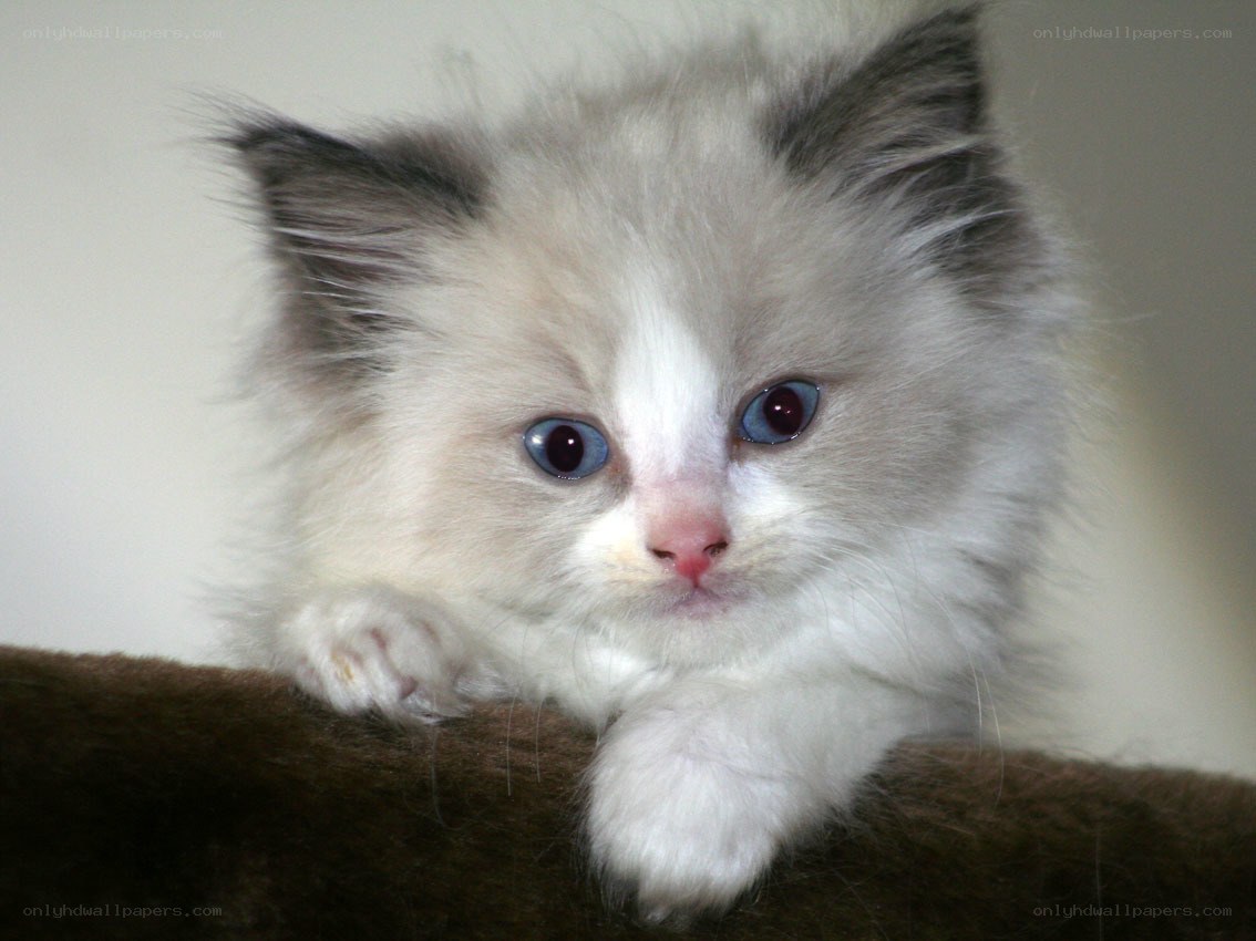 fluffy kitten with blue eyes