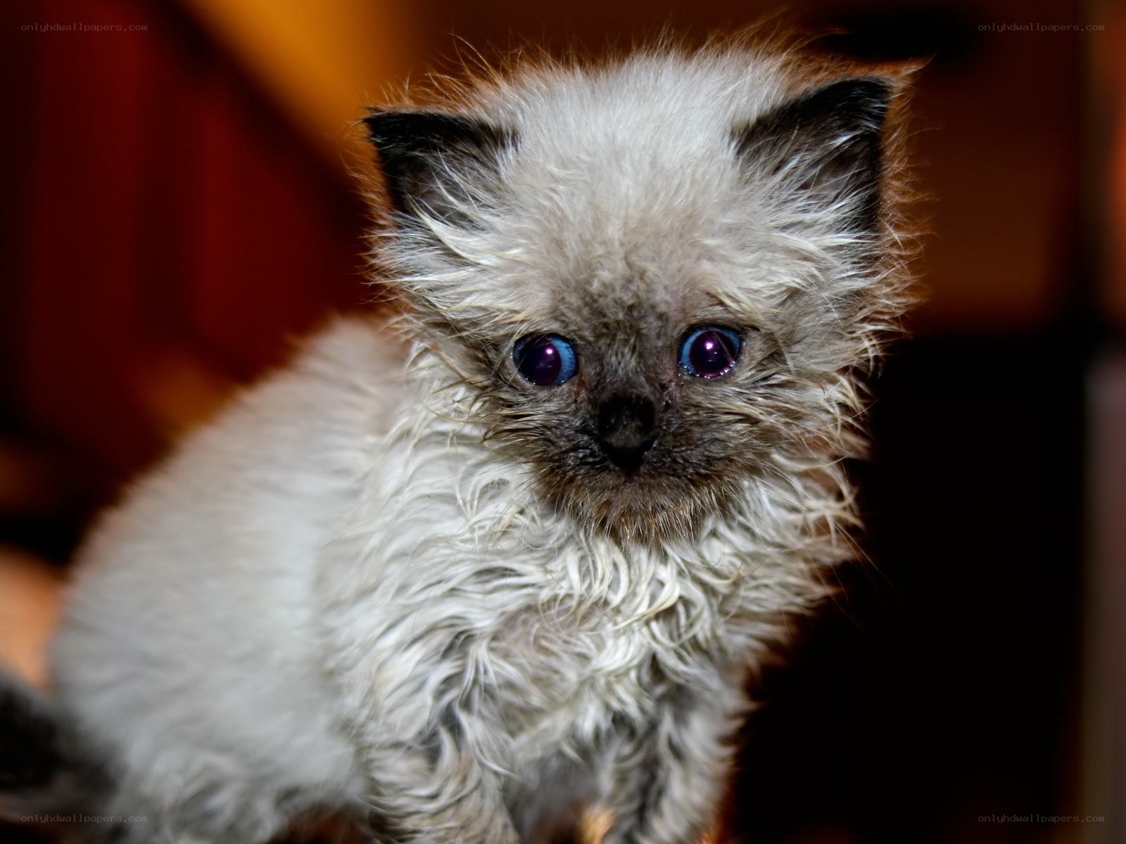 fluffy kitten with blue eyes