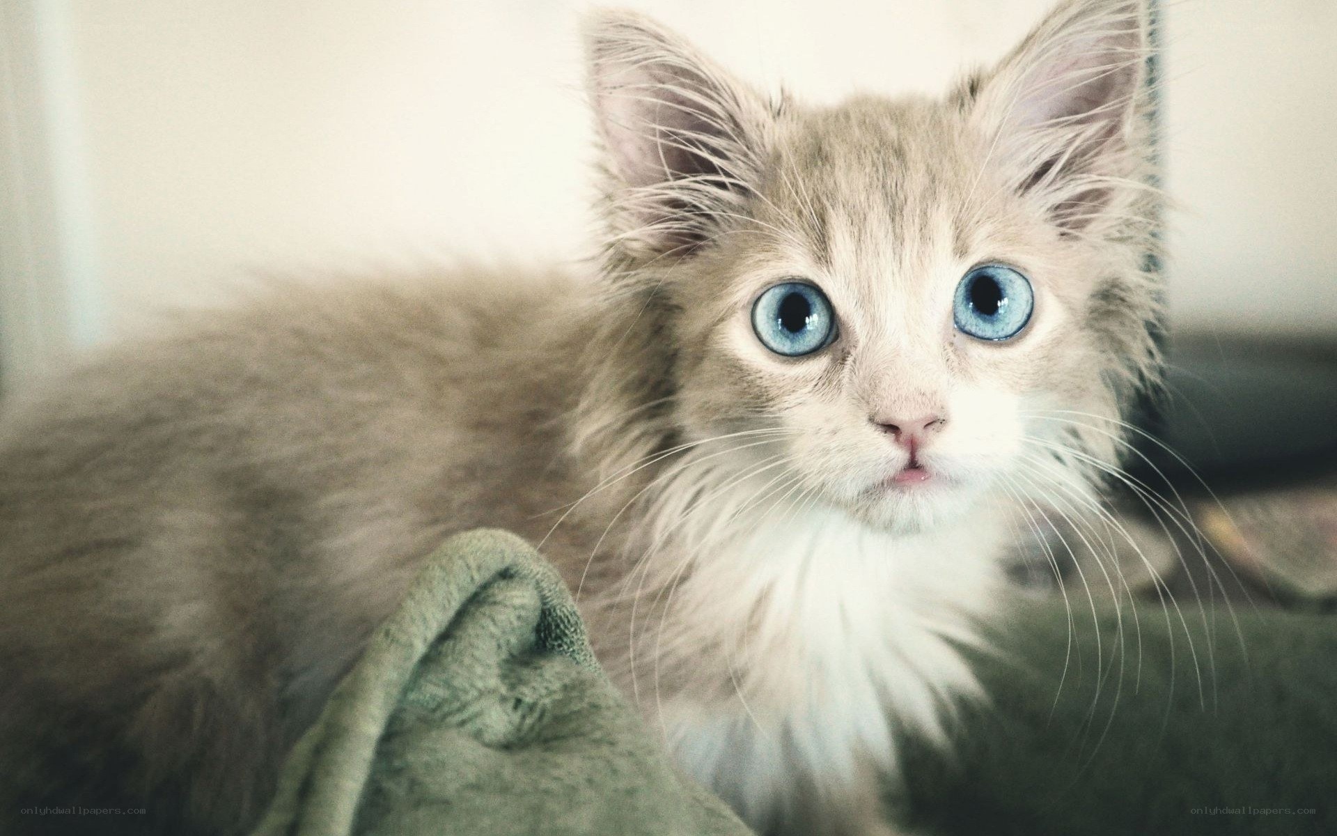 fluffy kitten with blue eyes