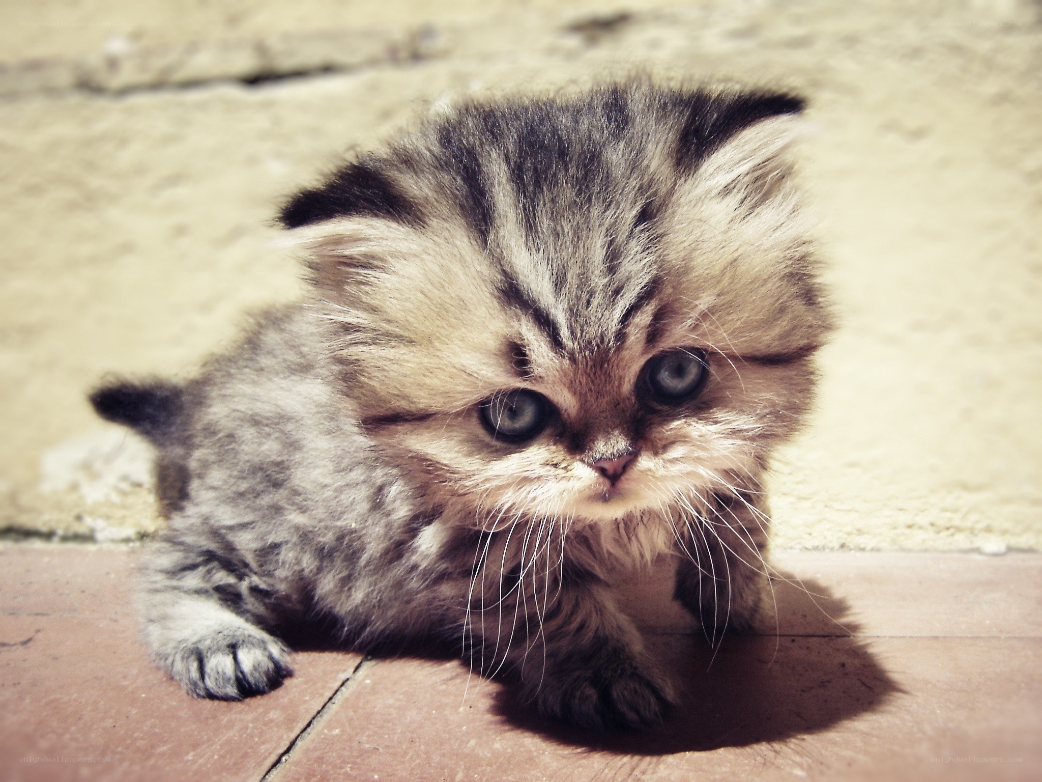fluffy kitten with blue eyes