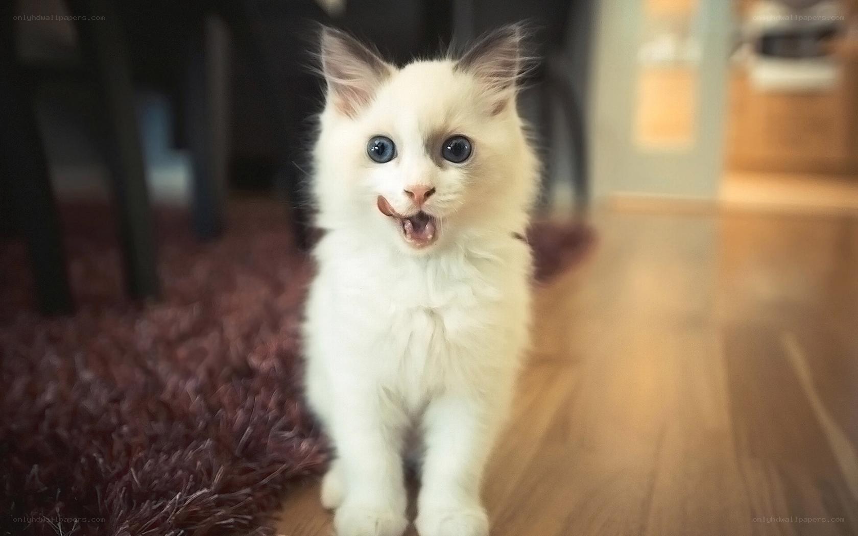 fluffy kitten with blue eyes