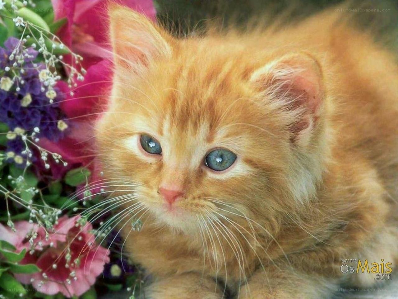 fluffy kitten with blue eyes