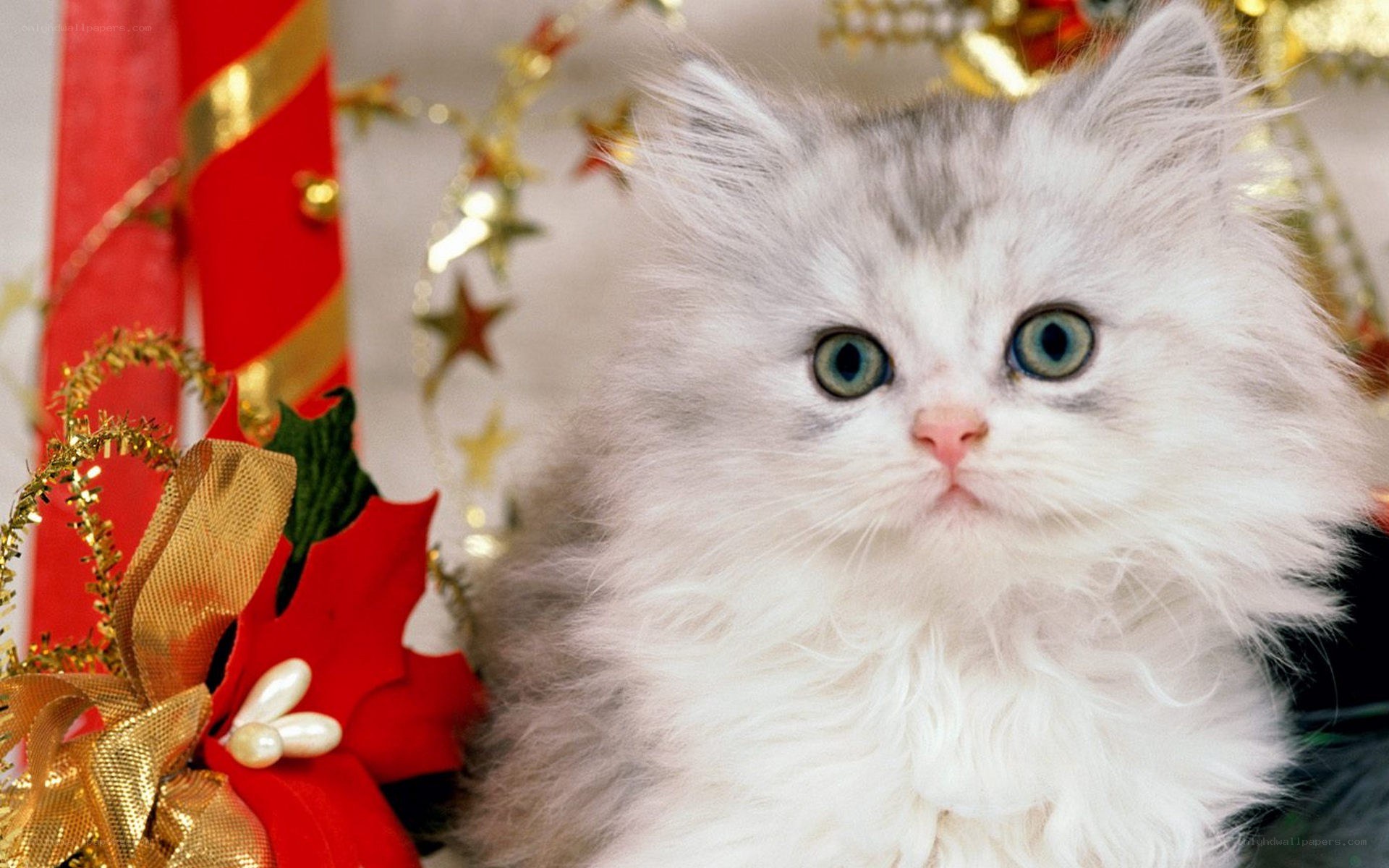 fluffy kitten with blue eyes