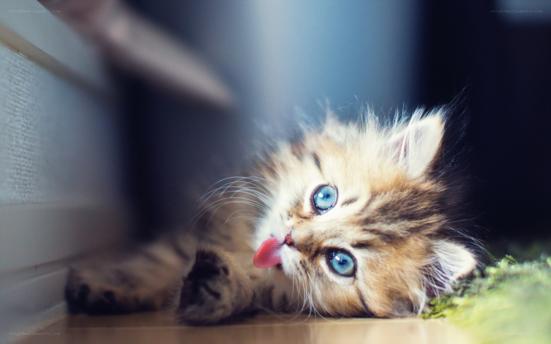 fluffy kitten with blue eyes