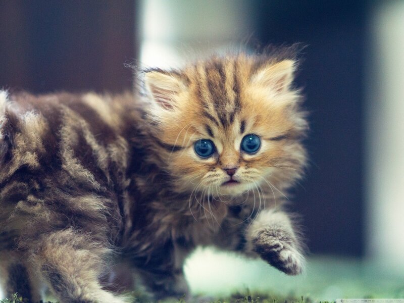 fluffy kitten with blue eyes