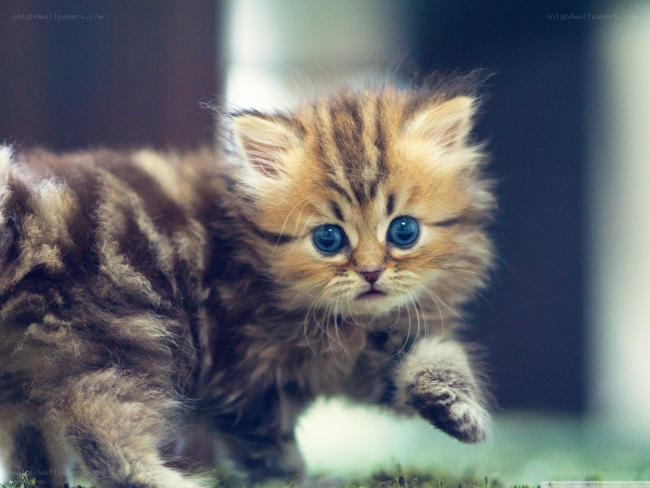 fluffy kitten with blue eyes