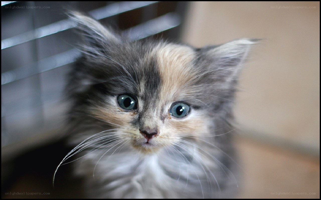 fluffy kitten with blue eyes