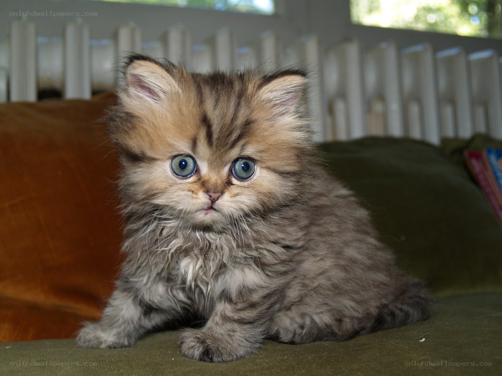 fluffy kitten with blue eyes