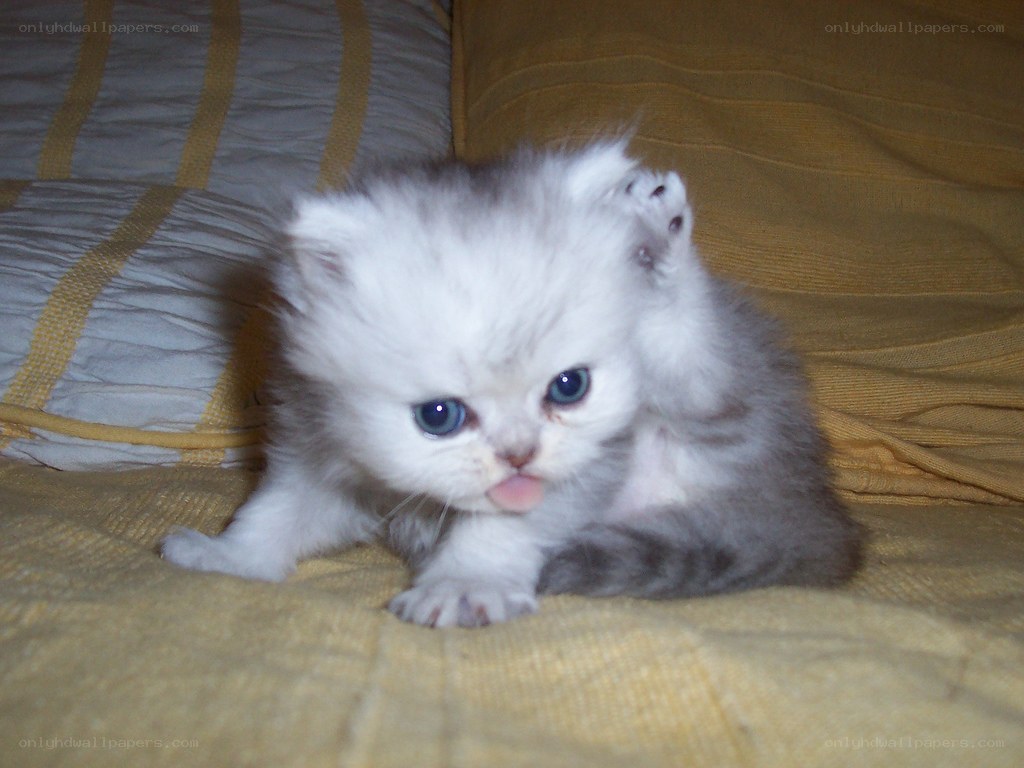 fluffy kitten with blue eyes