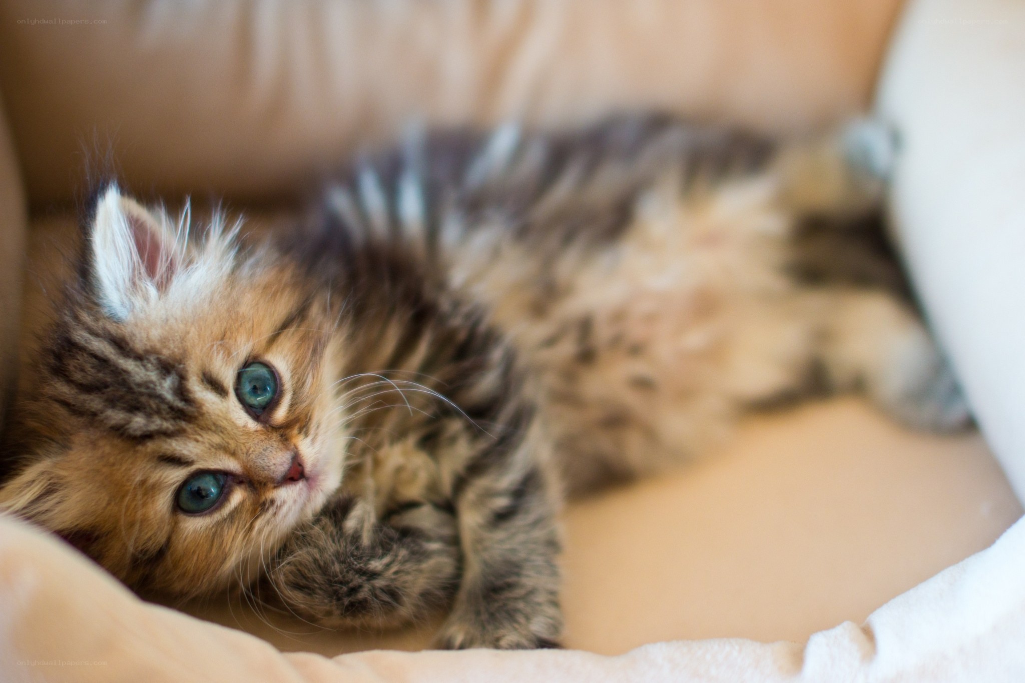 fluffy kitten with blue eyes