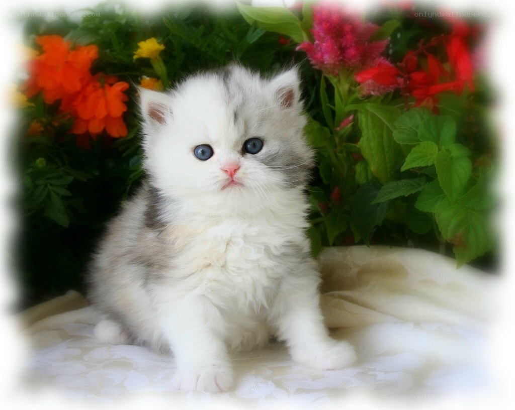 fluffy kitten with blue eyes