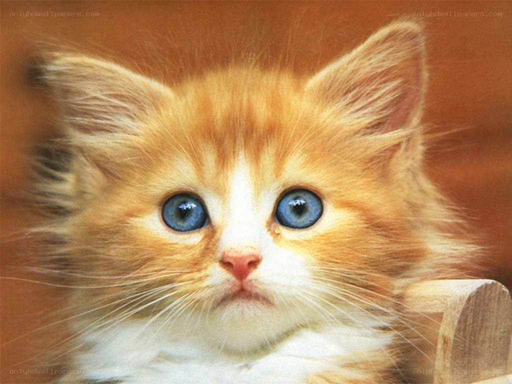fluffy kitten with blue eyes