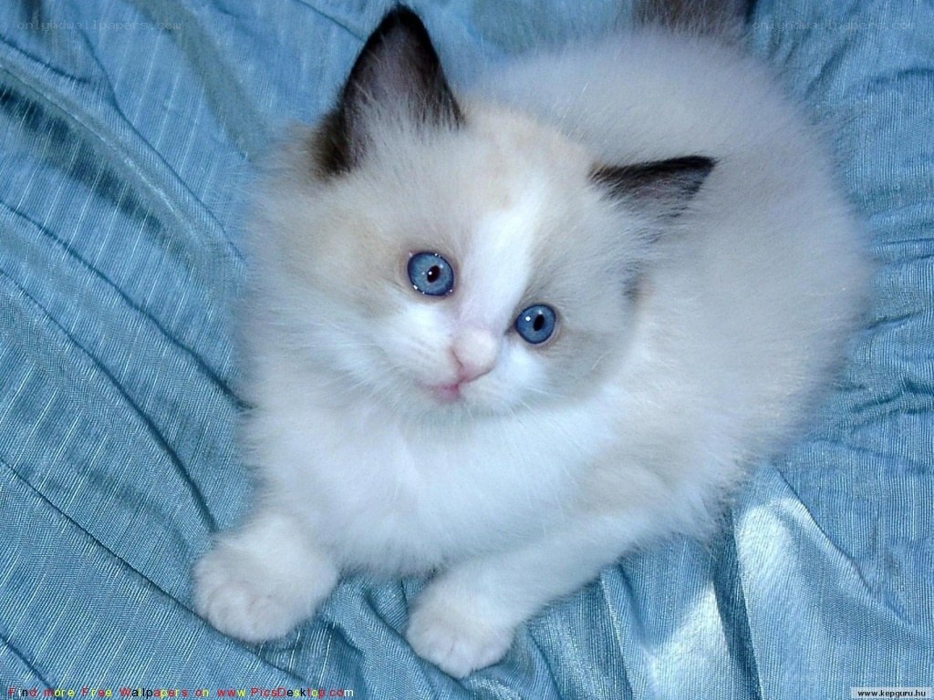 fluffy kitten with blue eyes