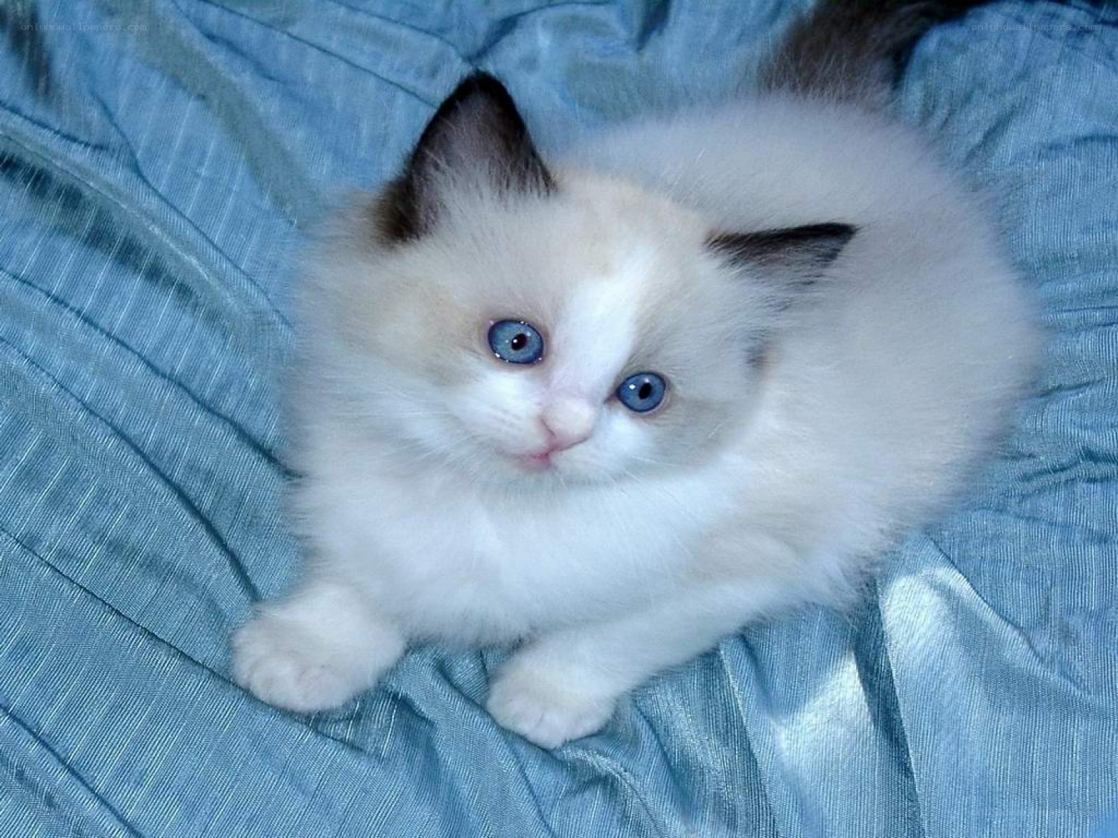 fluffy kitten with blue eyes