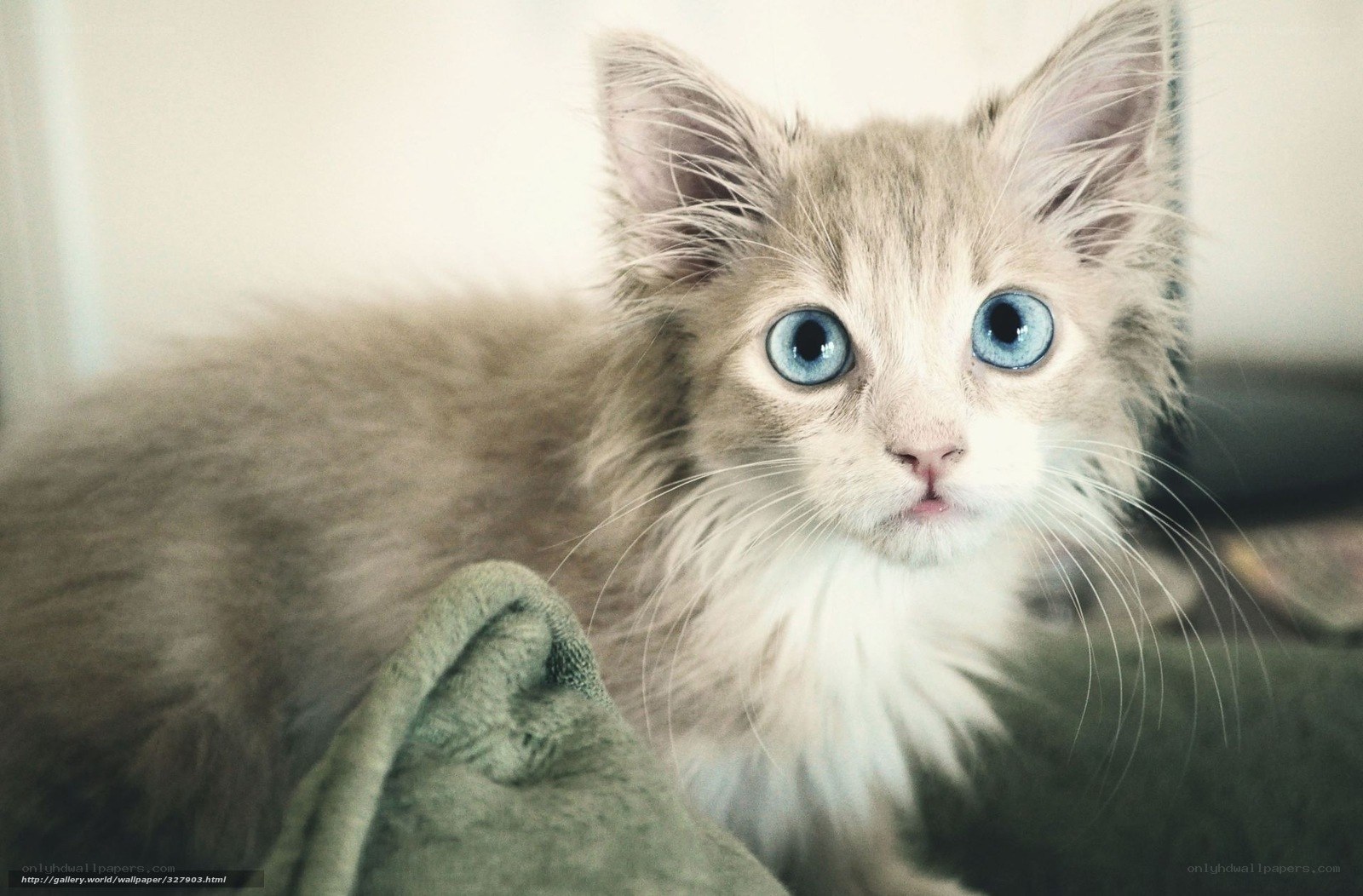 fluffy kitten with blue eyes
