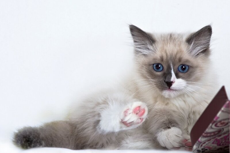 fluffy kitten with blue eyes