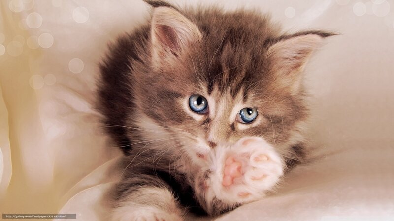 fluffy kitten with blue eyes