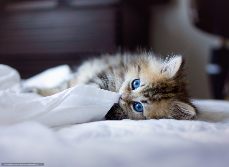 fluffy kitten with blue eyes
