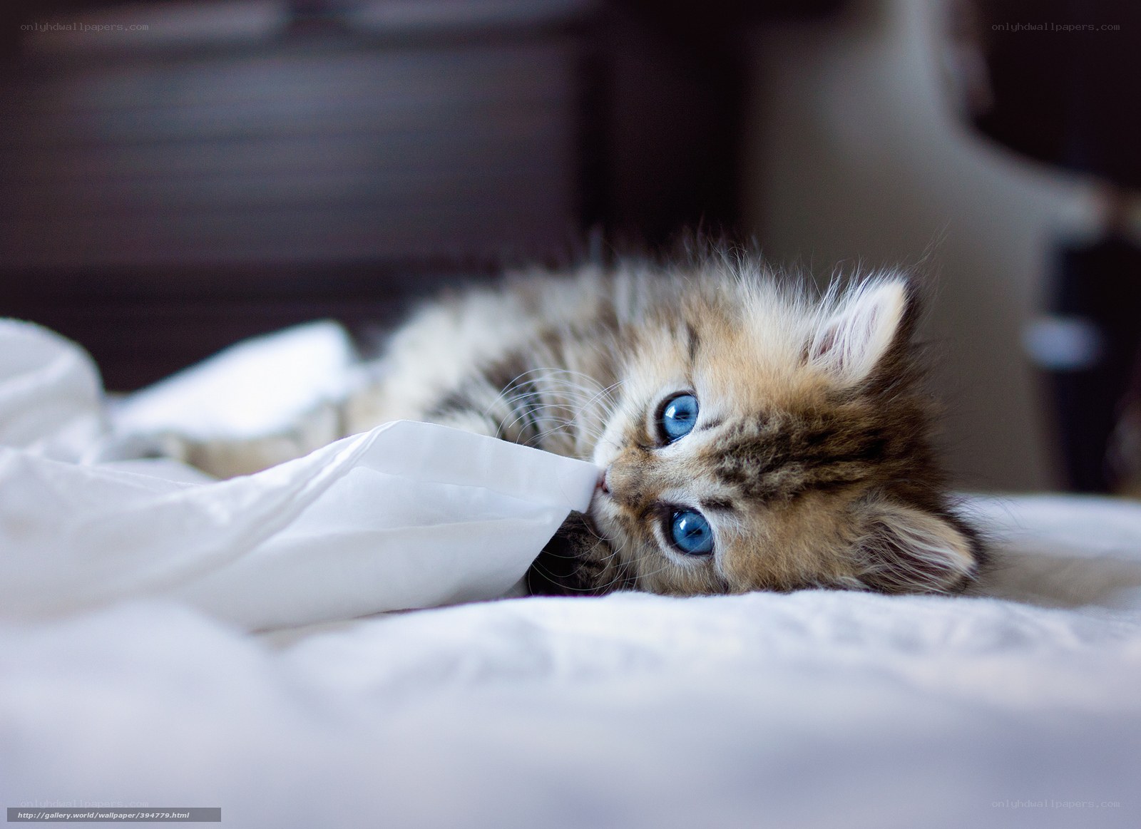 fluffy kitten with blue eyes
