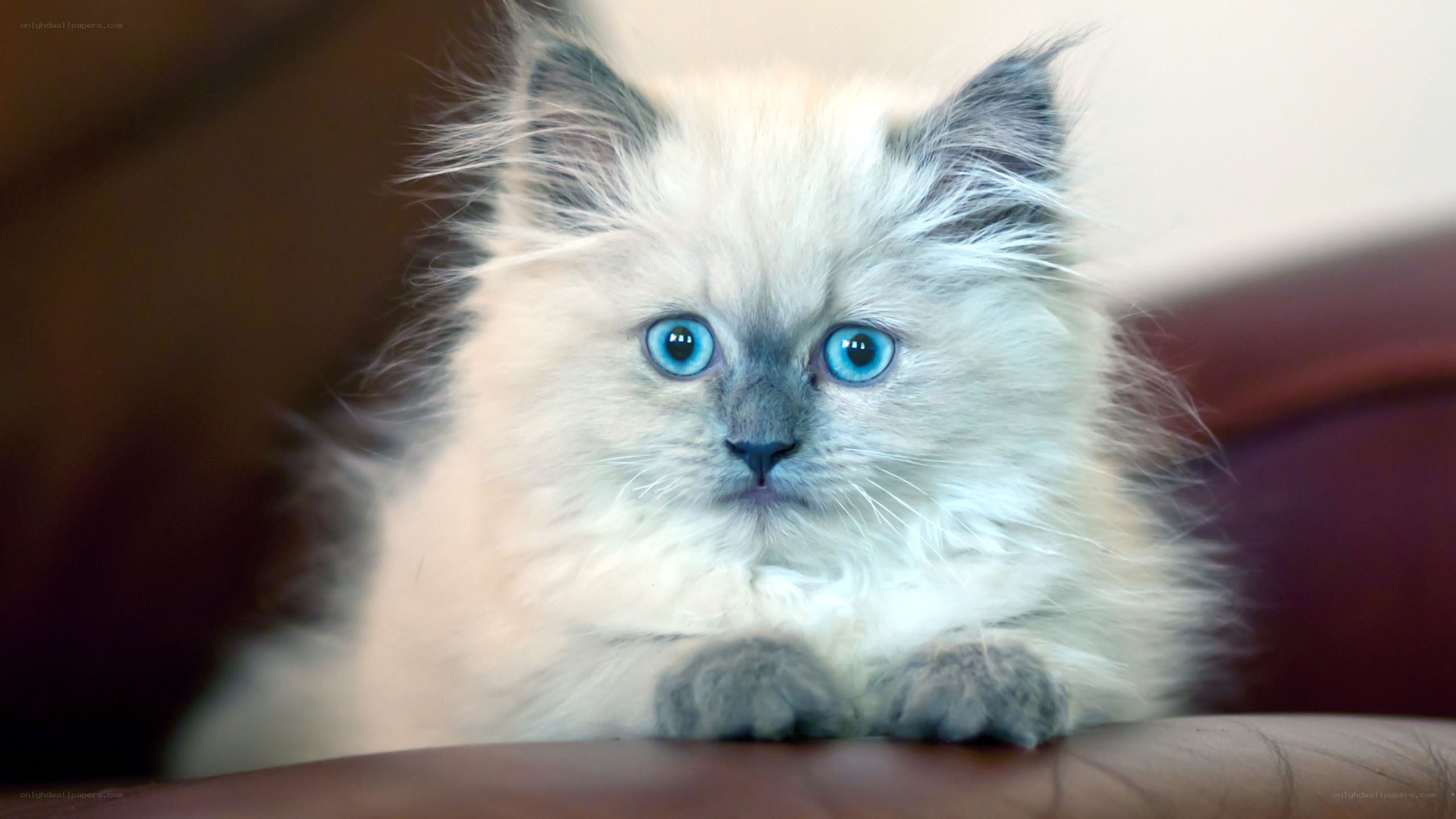 fluffy kitten with blue eyes