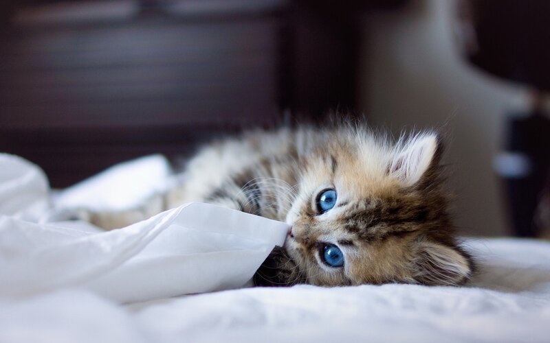 Fluffy Kitten with Blue Eyes — Bed