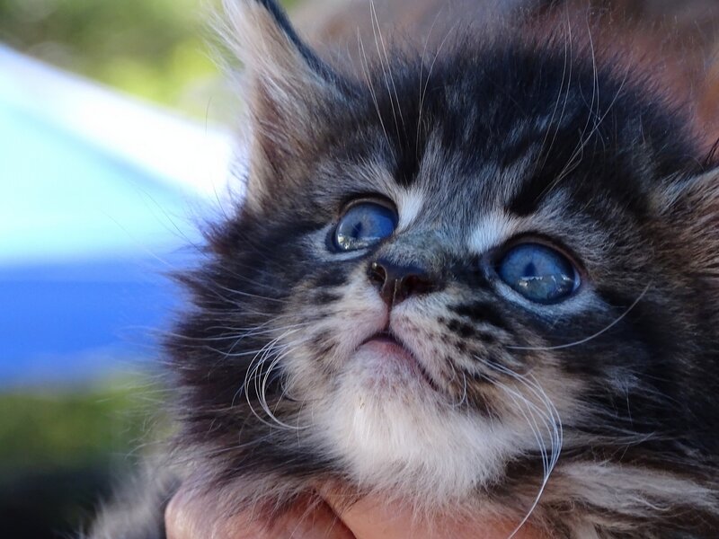 Fluffy Kitten with Blue Eyes — Black