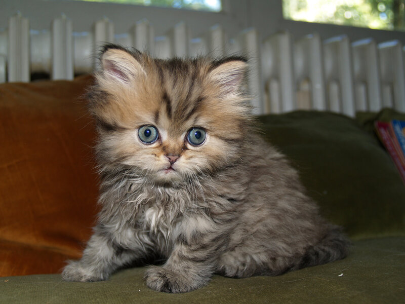 Fluffy Kitten with Blue Eyes — Brown, Calm, Afternoon
