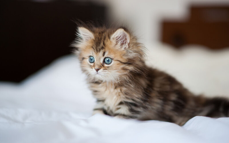Fluffy Kitten with Blue Eyes — Brown, Calm, Photograph, Bed