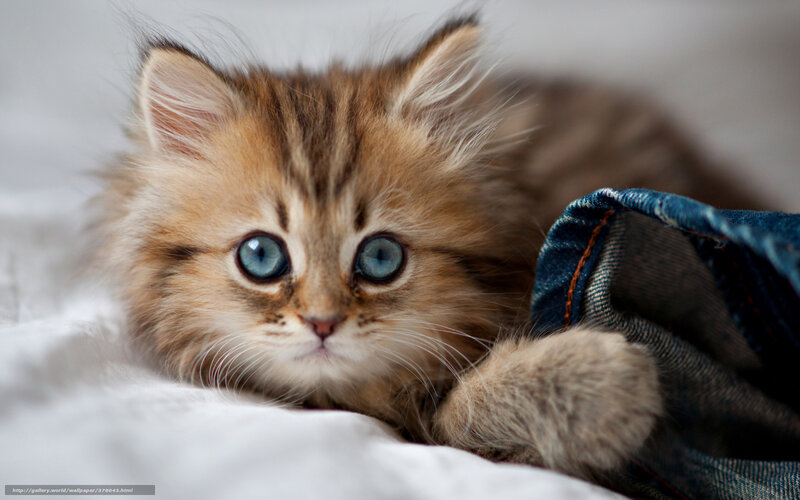 Fluffy Kitten with Blue Eyes — Brown, Calm, Photograph, Blanket, Jeans