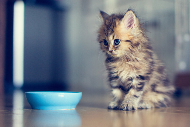 Fluffy Kitten with Blue Eyes — Brown, Calm, Photograph, Blue Bowl, Floor