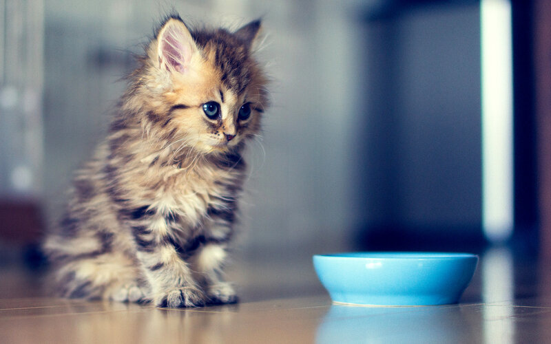 Fluffy Kitten with Blue Eyes — Brown, Calm, Photograph, Blue Bowl